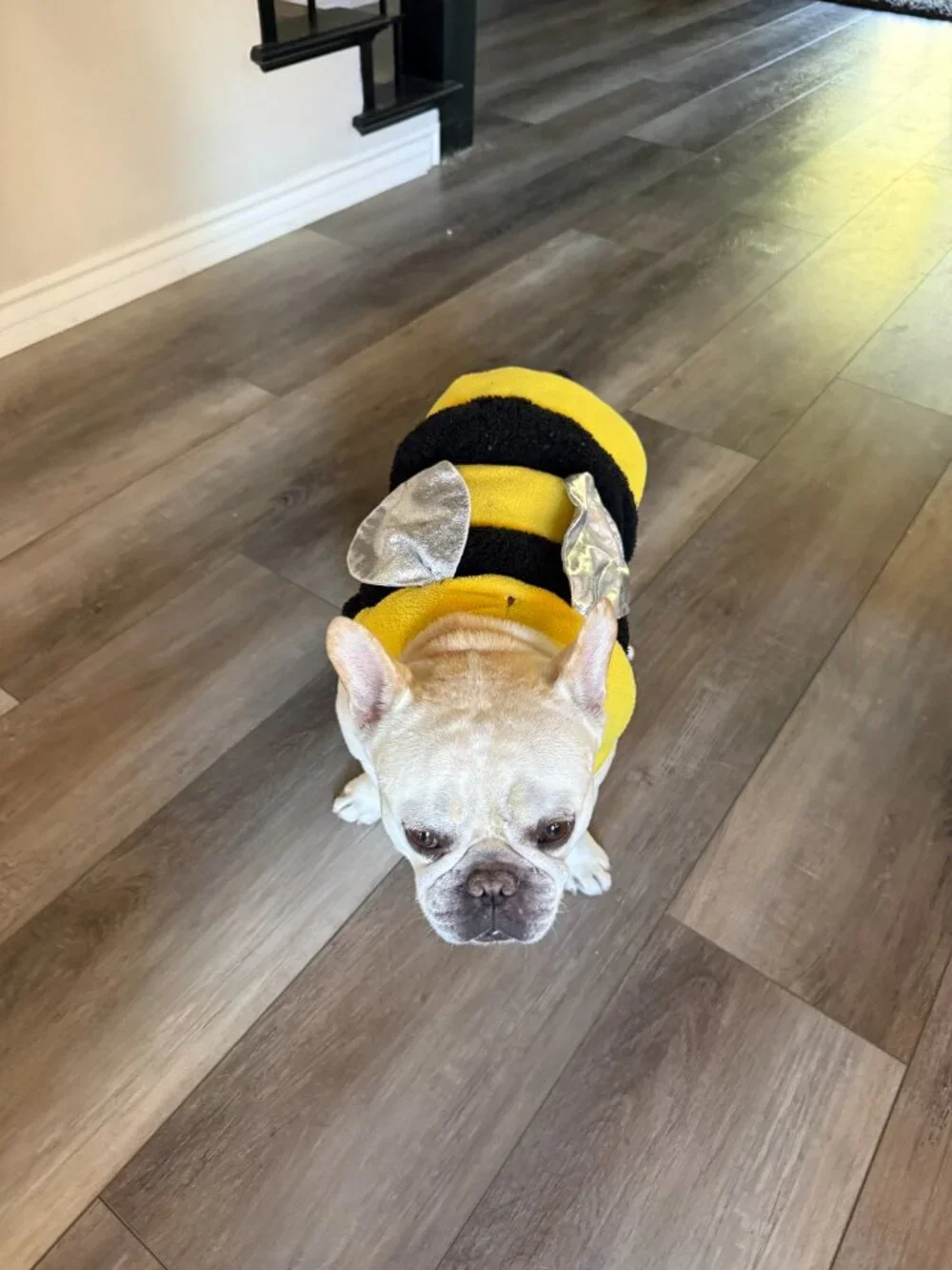 Dog Bee Costume - Medium